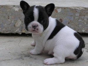 Male And Female French Bulldog Puppies. 
