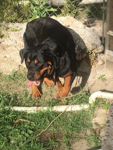  Mature Rottweiler  (2 3/4 Yr Old)price Negotiable
