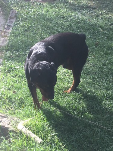  Mature Rottweiler  (2 3/4 Yr Old)price Negotiable