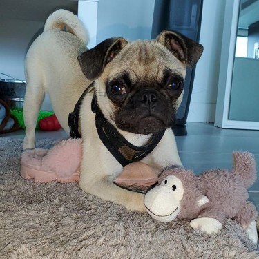 Stunning Pug  Puppies Available To Loving Forever 