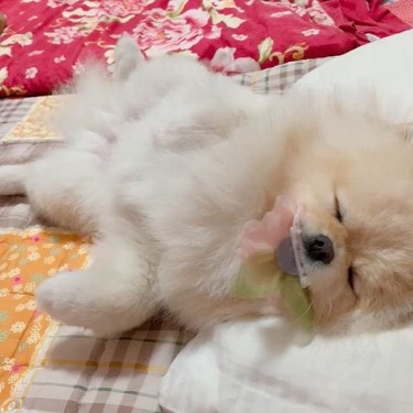 Beautiful, Sweet And Lovable Purebred Pomeranian