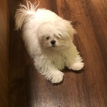 Maltese Puppies For Sale 