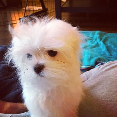 Maltese Puppies For Sale 