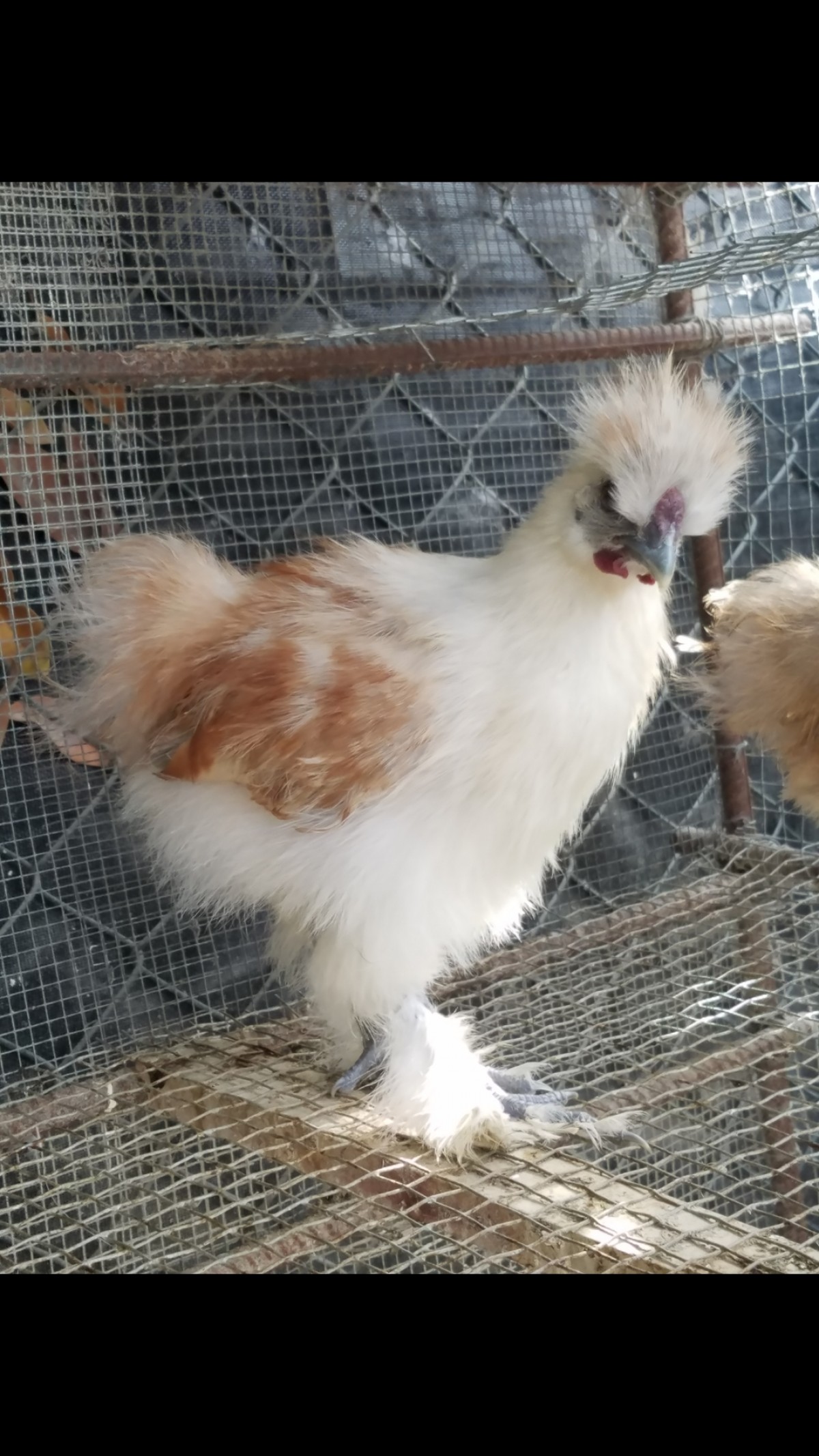 Silkie Chickens for sale in Portmore St Catherine - Birds