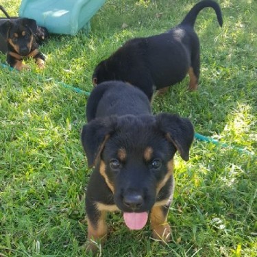 German Shepherd & Rottweiler Mixed PUPPIES! 