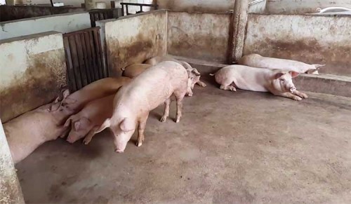 Seeking Sale For Pigs For Slaughter