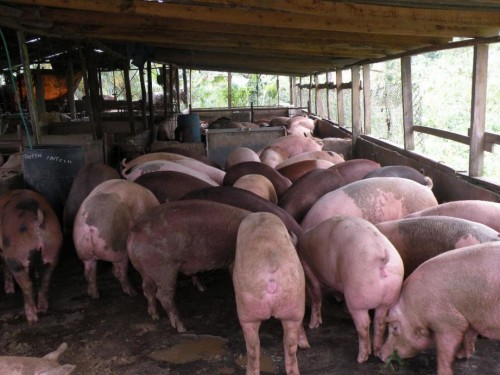 Seeking A Restuarant Or Meat Mart To Supply Pork