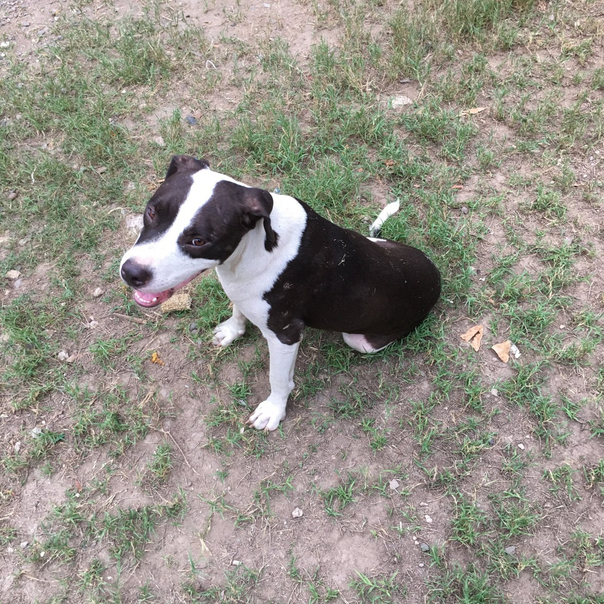 One Year Old Pitbull for sale in Sydenham Spanish Town St