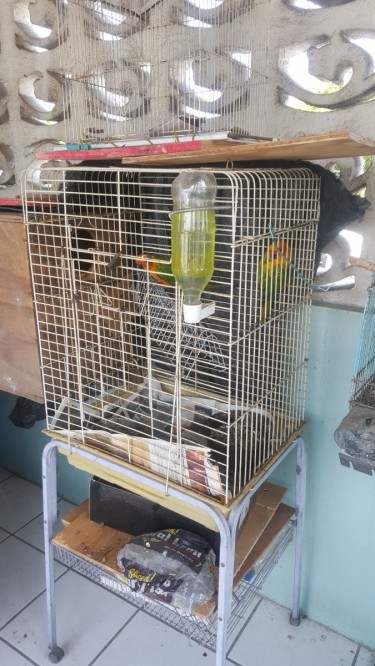 Mature Pair Of Suncunors Alone With Cage And Box