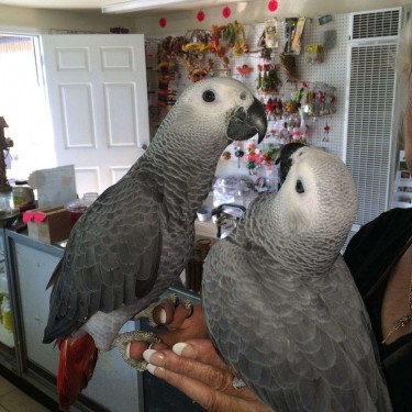 African Congo Grey Parrots Available