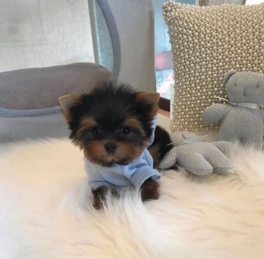 Cute And Lovely Yorkie Puppies For Sale 