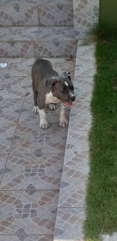 11 Weeks Old Male Blue  Pitbull Puppy 