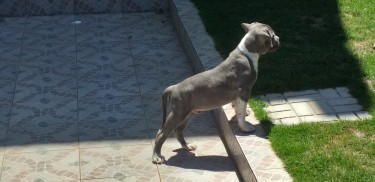 11 Weeks Old Male Blue  Pitbull Puppy 