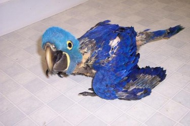 Baby Hyacinth Macaw
