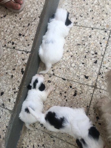 Shih-Tzu Puppies For Sale
