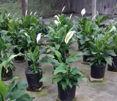 BEAUTIFUL SPATHIPHYLUM PLANTS FOR SALE 