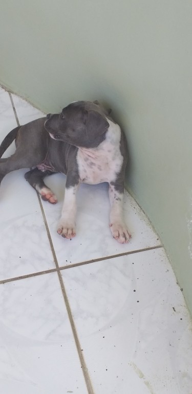 Male 2 Months Old Blue Pitbull Puppy 