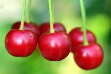 CHERRY TREES FOR SALE 