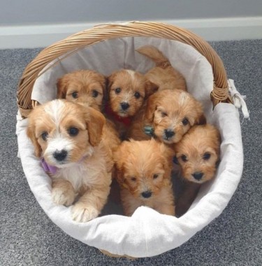 Stunning Red Cavapoo Puppies Ready Now 