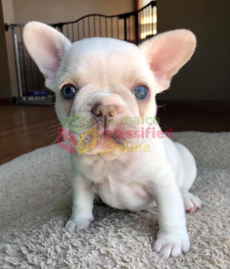 French Bulldogs For Sale And Ready To Leave Now in Knnb B St Catherine ...