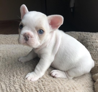  French Bulldogs For Sale And Ready To Leave Now 
