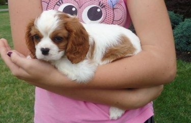  Cavalier King Charles Puppies Looking For New Hom