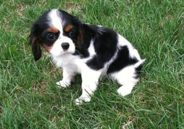 Cavalier King Charles Puppies Looking For New Hom