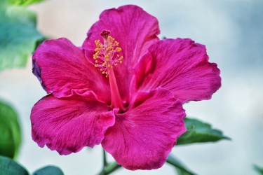 BEAUTIFUL HIBISCUSES FOR SALE 