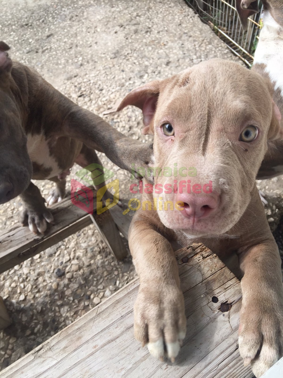 Red Nose Male American Bull Terrier Puppy for sale in