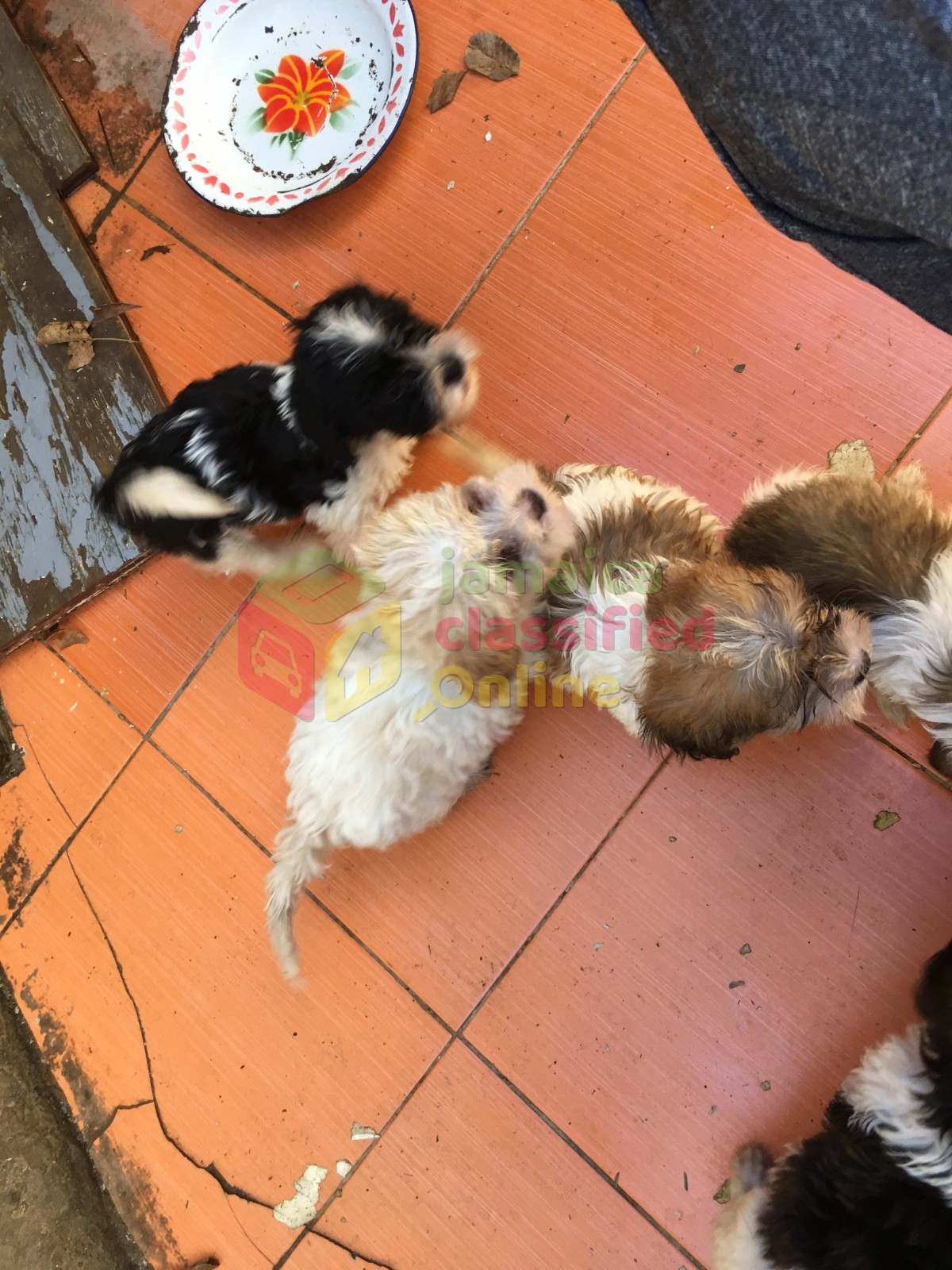 Shih Tzu Poodle Mix Puppies for sale in Spanish Town St
