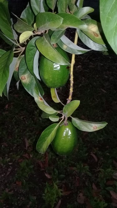 Jamaica Avocados Pear (cheap)deals