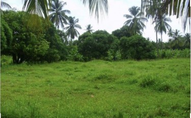 8 Acres Of Land 