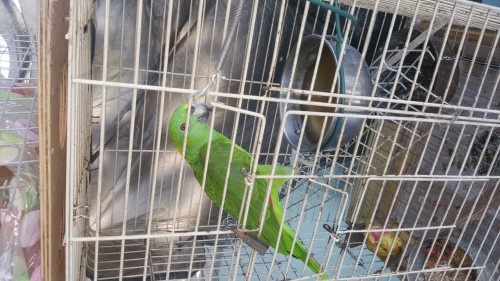 Amozon Parrot (male Approximately 3yrs Old)