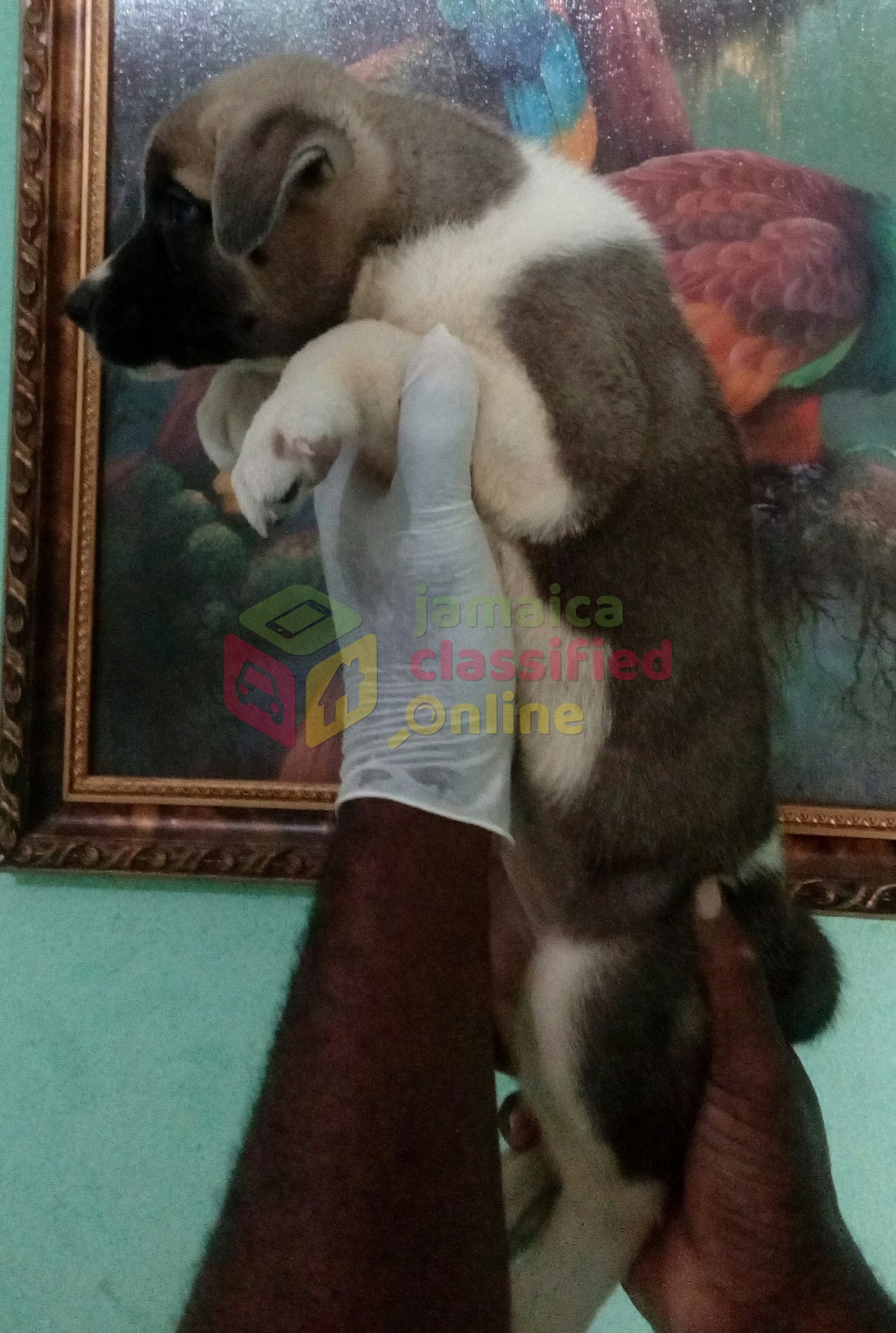 7 Weeks Old Akita Bullmastiff Mix Pups For Sale In Old Harbour St Catherine Dogs