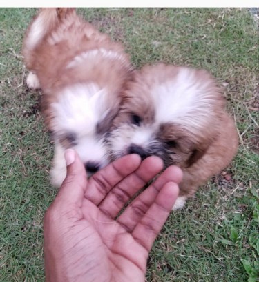 Two Brown Shih Tzu Pomeranian Mix Male Puppies