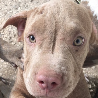 Male Red Nose American Bull Terrier Puppy