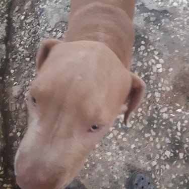 Male Red Nose American Bull Terrier Puppy