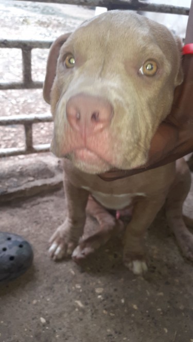 Red Nose Male American Bull Terrier Puppy