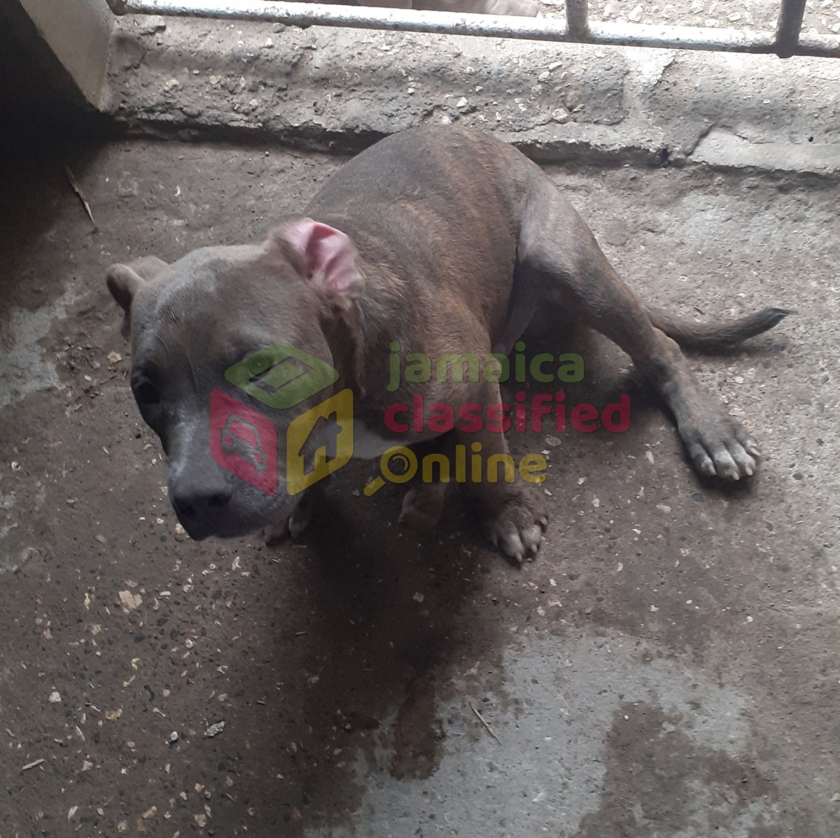 Alpha Male American Bull Terrier Puppy for sale in Spanish Town St ...