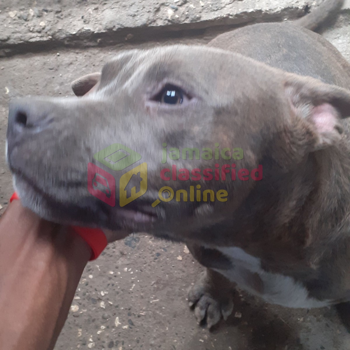 Alpha Male American Bull Terrier Puppy for sale in Spanish Town St ...