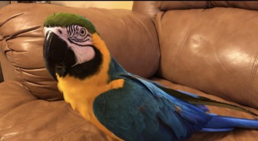 BLUE & GOLD MACAW