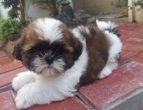 Shih Tzu Puppies For Pet Homes