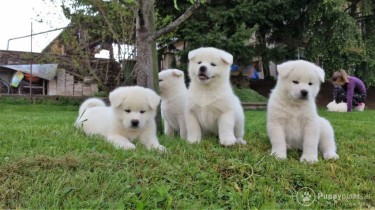 Akita Puppies.