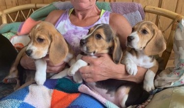 Beagle Puppies.