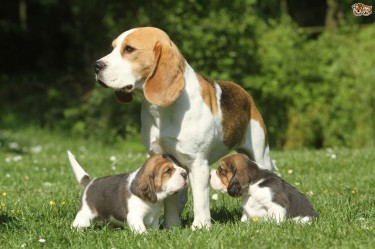 Beagle Puppies.