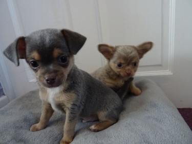 Chihuahua Available For New Family.