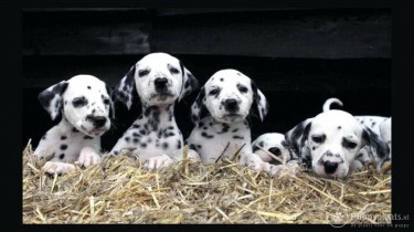 Beautiful Dalmatians Puppies