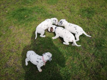 Beautiful Dalmatians Puppies
