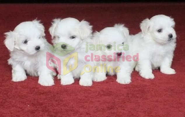 cute maltese puppies for sale