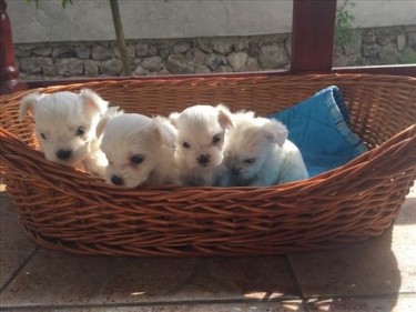 Super Cute Maltese Puppies Ready